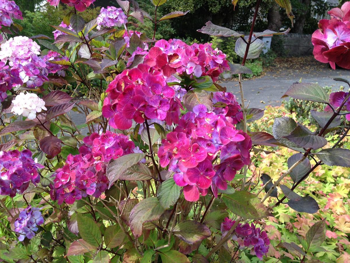 Willows Bed & Breakfast Pitlochry Esterno foto