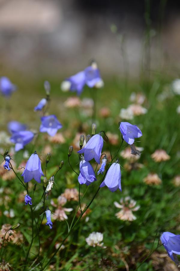 Willows Bed & Breakfast Pitlochry Esterno foto